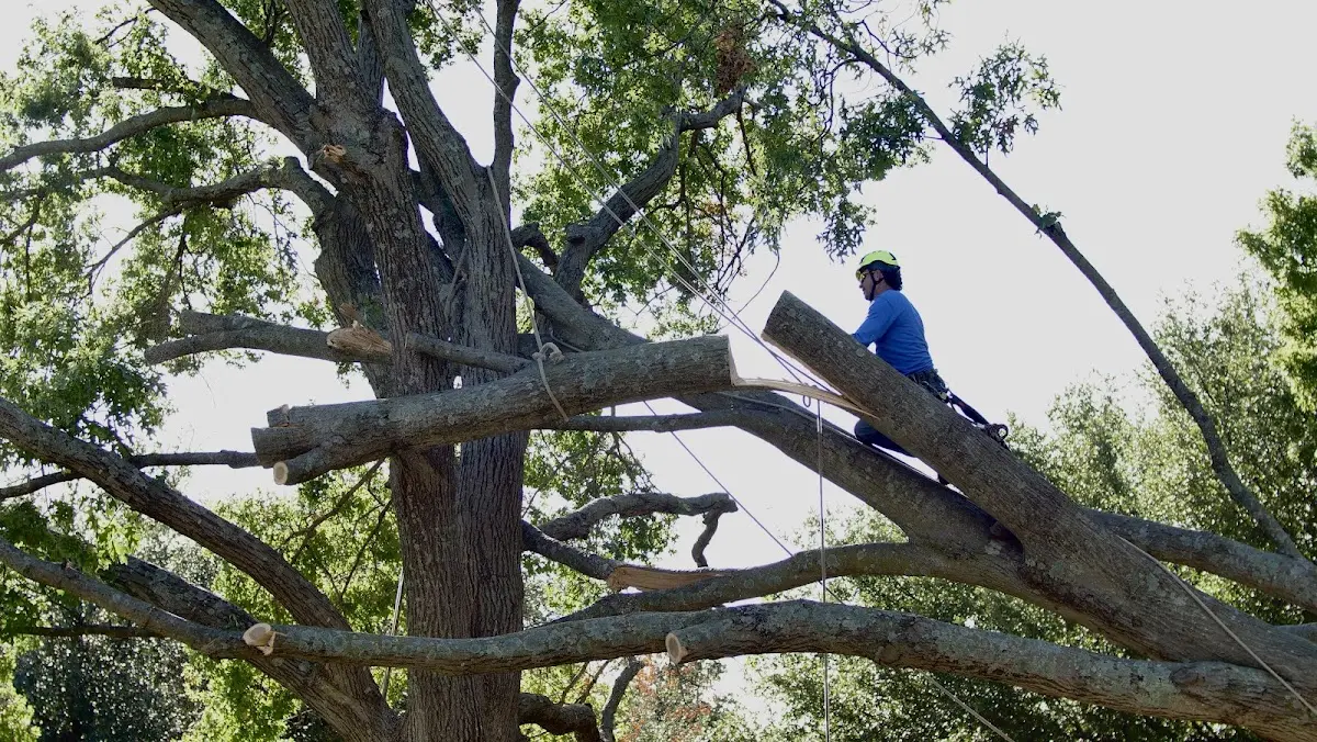 Professional Crown Thinning performed by certified arborists in Keyes