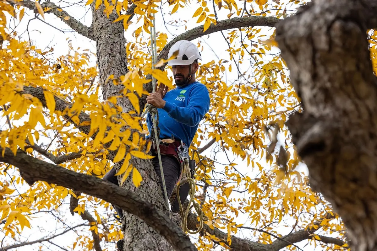 Skilled Dead Tree Removal crew working in Keyes
